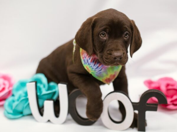 English Labrador Retriever DOG Male Chocolate 14832 Petland Wichita, Kansas