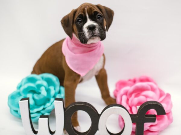 Boxer DOG Female Mahogany 14831 Petland Wichita, Kansas