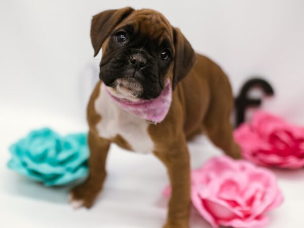 Boxer DOG Female Mahogany 14830 Petland Wichita, Kansas