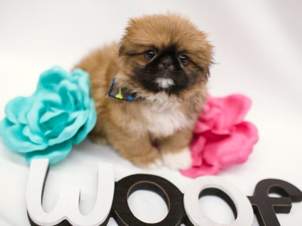 Pekingese DOG Male Sable w/Black Mask 14829 Petland Wichita, Kansas