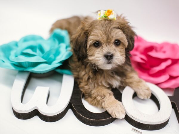 Shorkie DOG Female Gold Sable 14828 Petland Wichita, Kansas