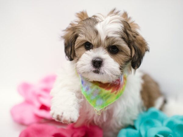 Shorkie DOG Male Gold & White 14826 Petland Wichita, Kansas