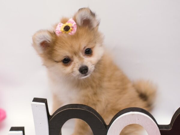 Pomeranian-DOG-Female-Light Sable-14863-Petland Wichita, Kansas