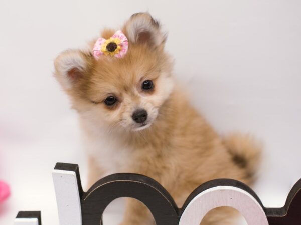 Pomeranian DOG Female Light Sable 14863 Petland Wichita, Kansas