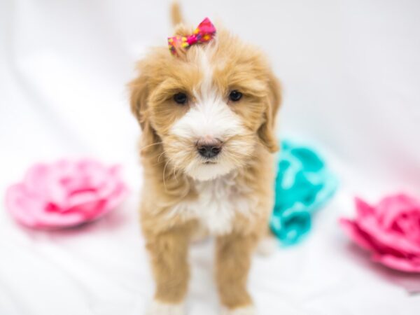 F1B Mini Goldendoodle DOG Female Apricot & White 14883 Petland Wichita, Kansas