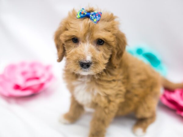 F1B Mini Goldendoodle DOG Female Apricot & White 14882 Petland Wichita, Kansas