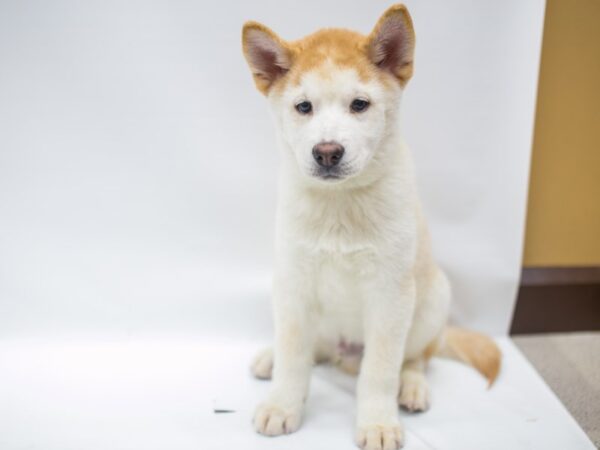 Chowsky DOG Male Red & White 14877 Petland Wichita, Kansas