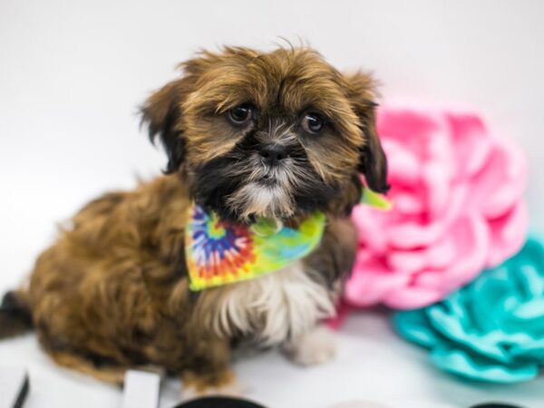 Shih Tzu DOG Male Red w/Black Mask and White paws 14876 Petland Wichita, Kansas