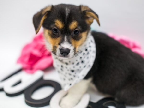 Pembroke Welsh Corgi-DOG-Male-Black, White & Tan-14875-Petland Wichita, Kansas