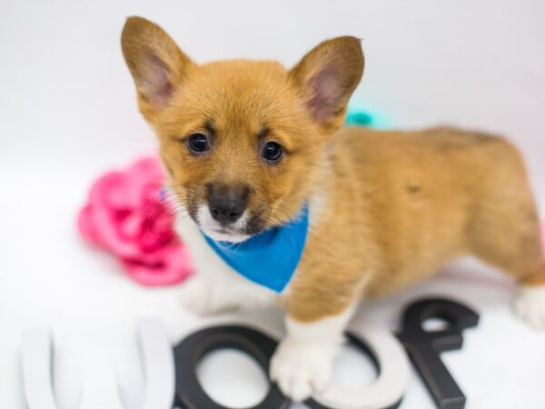 Pembroke Welsh Corgi-DOG-Male-Sable & White-14874-Petland Wichita, Kansas