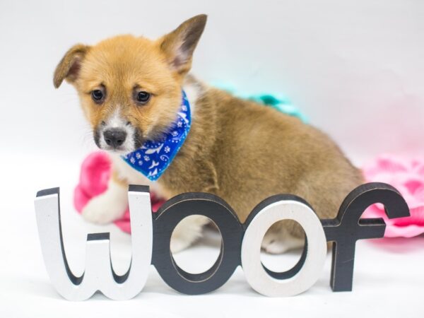 Pembroke Welsh Corgi-DOG-Male-Sable & White-14873-Petland Wichita, Kansas