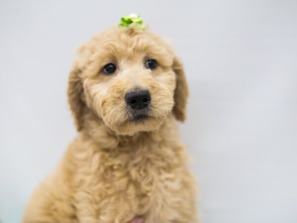 F1B Standard Goldendoodle DOG Female Light Golden 14872 Petland Wichita, Kansas