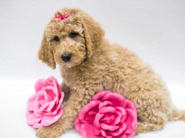 F1B Standard Goldendoodle DOG Female Light Golden 14871 Petland Wichita, Kansas