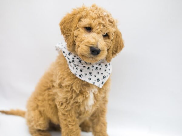 F1B Standard Goldendoodle DOG Male Light Golden 14870 Petland Wichita, Kansas