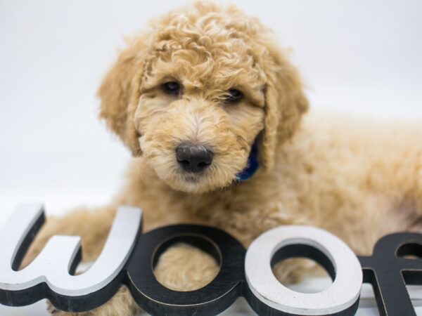 F1B Standard Goldendoodle-DOG-Male-Light Golden-14869-Petland Wichita, Kansas