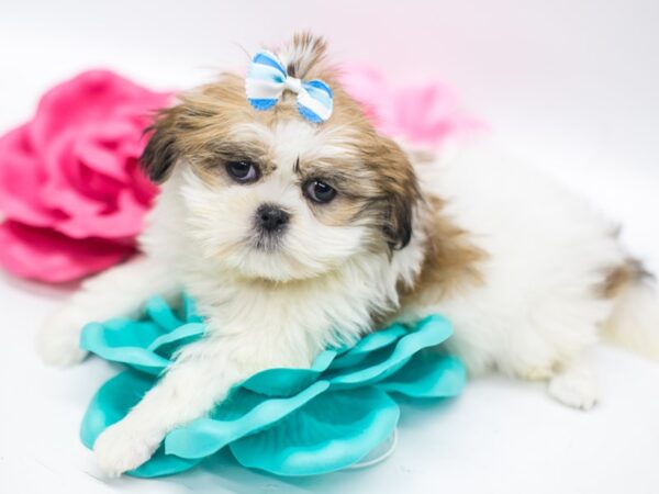 Lhasa Apso DOG Female White & Gold 14868 Petland Wichita, Kansas