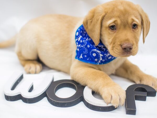 English Labrador Retriever DOG Male Yellow 14865 Petland Wichita, Kansas