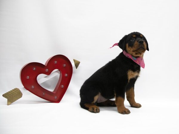 Rottweiler DOG Female Black & Rust 14903 Petland Wichita, Kansas