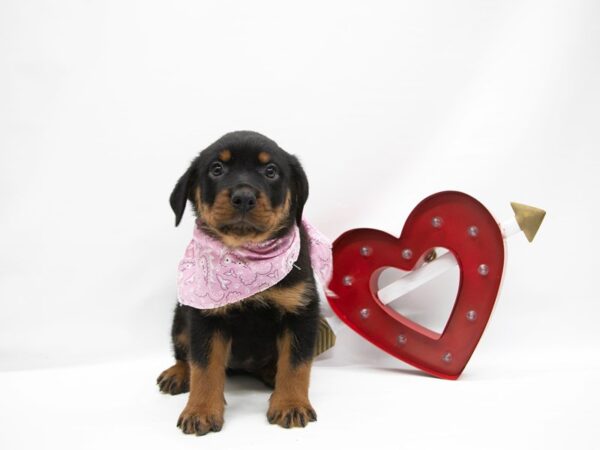 Rottweiler DOG Female Black & Rust 14902 Petland Wichita, Kansas