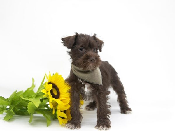 Miniature Schnauzer DOG Female Chocolate 14901 Petland Wichita, Kansas