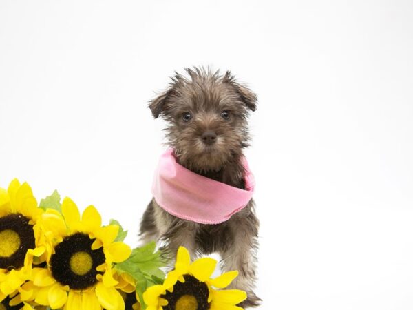 Miniature Schnauzer DOG Female Liver & White 14900 Petland Wichita, Kansas