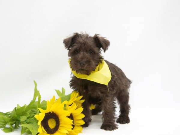 Miniature Schnauzer DOG Male Chocolate 14898 Petland Wichita, Kansas