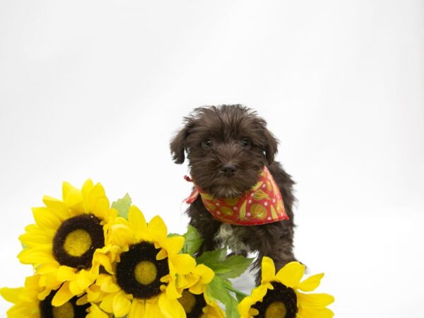 Miniature Schnauzer DOG Male Chocolate 14897 Petland Wichita, Kansas