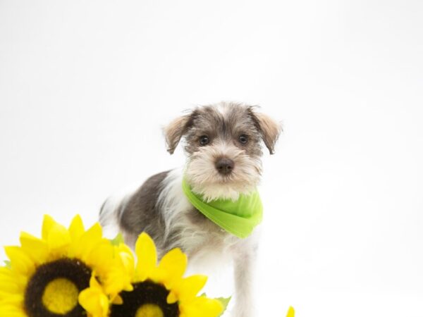 Miniature Schnauzer DOG Male Liver Parti 14896 Petland Wichita, Kansas