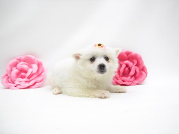 Miniature American Eskimo DOG Female White 14895 Petland Wichita, Kansas