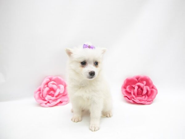 Miniature American Eskimo DOG Female White 14894 Petland Wichita, Kansas