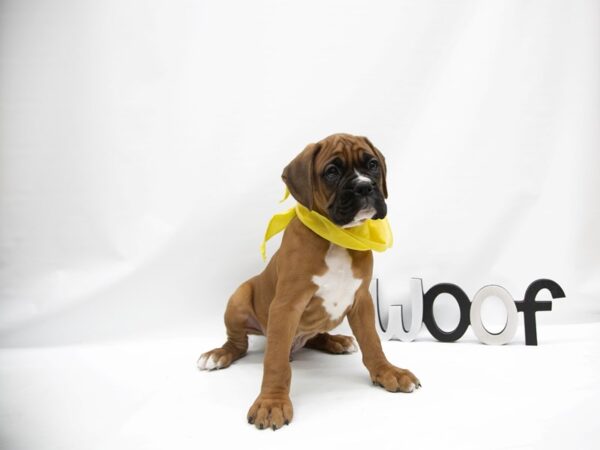 Boxer DOG Male Fawn w/ Black Mask 14892 Petland Wichita, Kansas