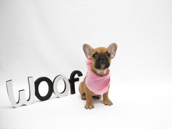 French Bulldog-DOG-Female-Fawn w/ Black Mask-14891-Petland Wichita, Kansas