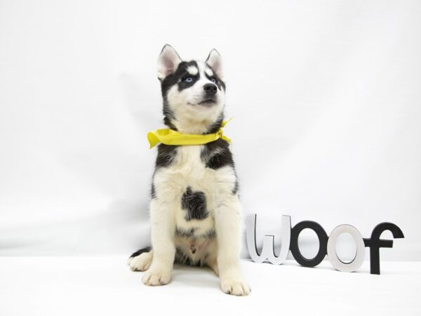 Siberian Husky DOG Male Black & White 14890 Petland Wichita, Kansas