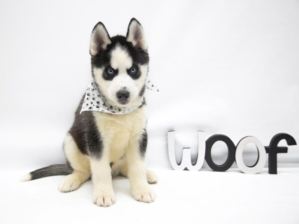 Siberian Husky DOG Male Black & White 14889 Petland Wichita, Kansas