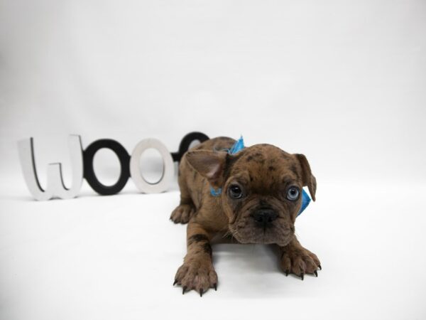 French Bulldog-DOG-Male-Chocolate Merle (one blue eye)-14888-Petland Wichita, Kansas