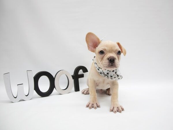 French Bulldog DOG Male Cream 14887 Petland Wichita, Kansas