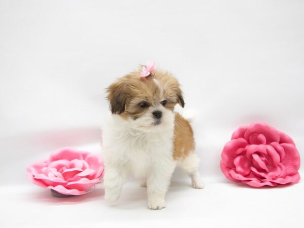 Lhasa Apso DOG Female White & Gold 14886 Petland Wichita, Kansas