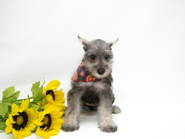 Miniature Schnauzer DOG Female Salt & Pepper 14885 Petland Wichita, Kansas