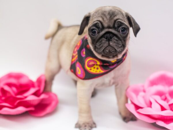 Pug-DOG-Female-Fawn-14938-Petland Wichita, Kansas