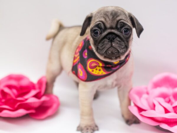 Pug DOG Female Fawn 14938 Petland Wichita, Kansas