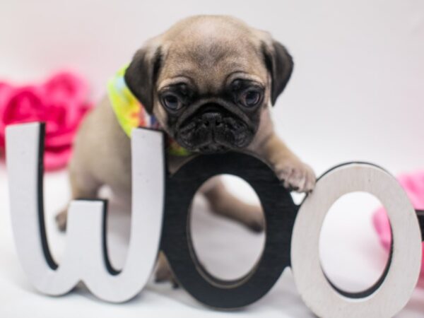 Pug DOG Male Fawn 14937 Petland Wichita, Kansas