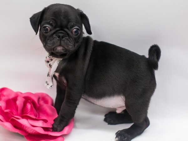 Pug DOG Male Black 14936 Petland Wichita, Kansas