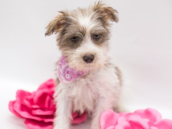 Miniature Schnauzer DOG Female Liver & White 14935 Petland Wichita, Kansas