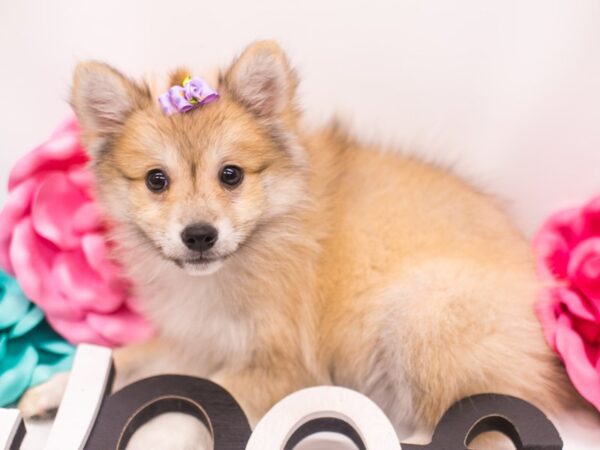 Shibo DOG Female Red 14934 Petland Wichita, Kansas