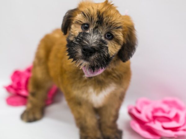 Soft Coated Wheaten Terrier DOG Female Wheaten 14916 Petland Wichita, Kansas