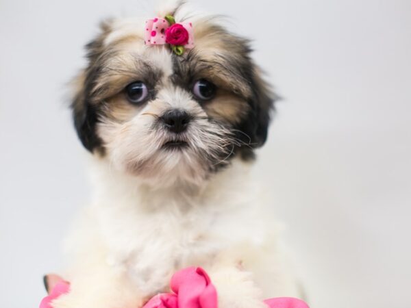 Shih Tzu-DOG-Female-Gold and White-14904-Petland Wichita, Kansas