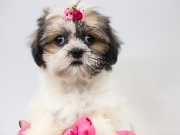 Shih Tzu DOG Female Gold and White 14904 Petland Wichita, Kansas