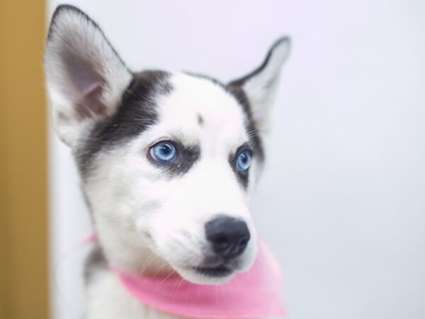 Siberian Husky DOG Female Black and White 14905 Petland Wichita, Kansas