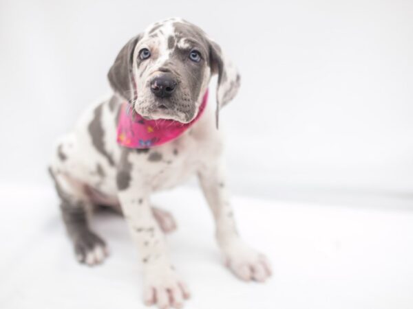 Great Dane DOG Female Blue Harlequin 14923 Petland Wichita, Kansas