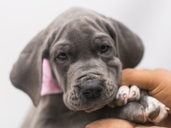 Great Dane DOG Female Blue w/ White 14922 Petland Wichita, Kansas